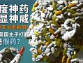 包含印度双效药哪个最猛？全网投票结果：红魔第一，蓝P第二的词条